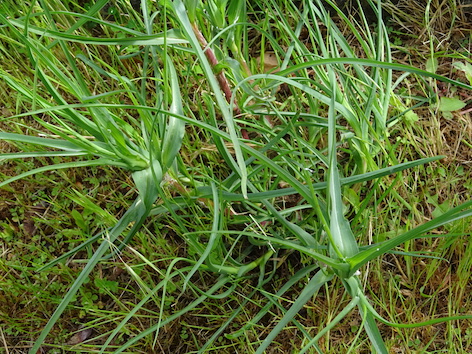 Annexe Tragopogon pratensis (1).JPG