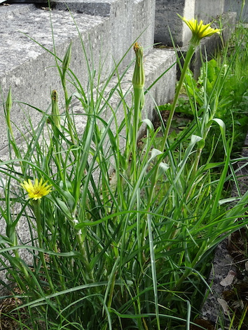 Annexe Tragopogon pratensis.JPG