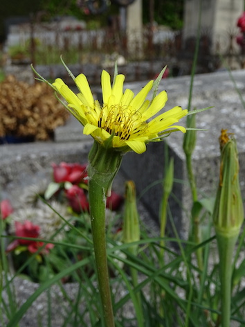 Annexe Tragopon pratensis (2).JPG