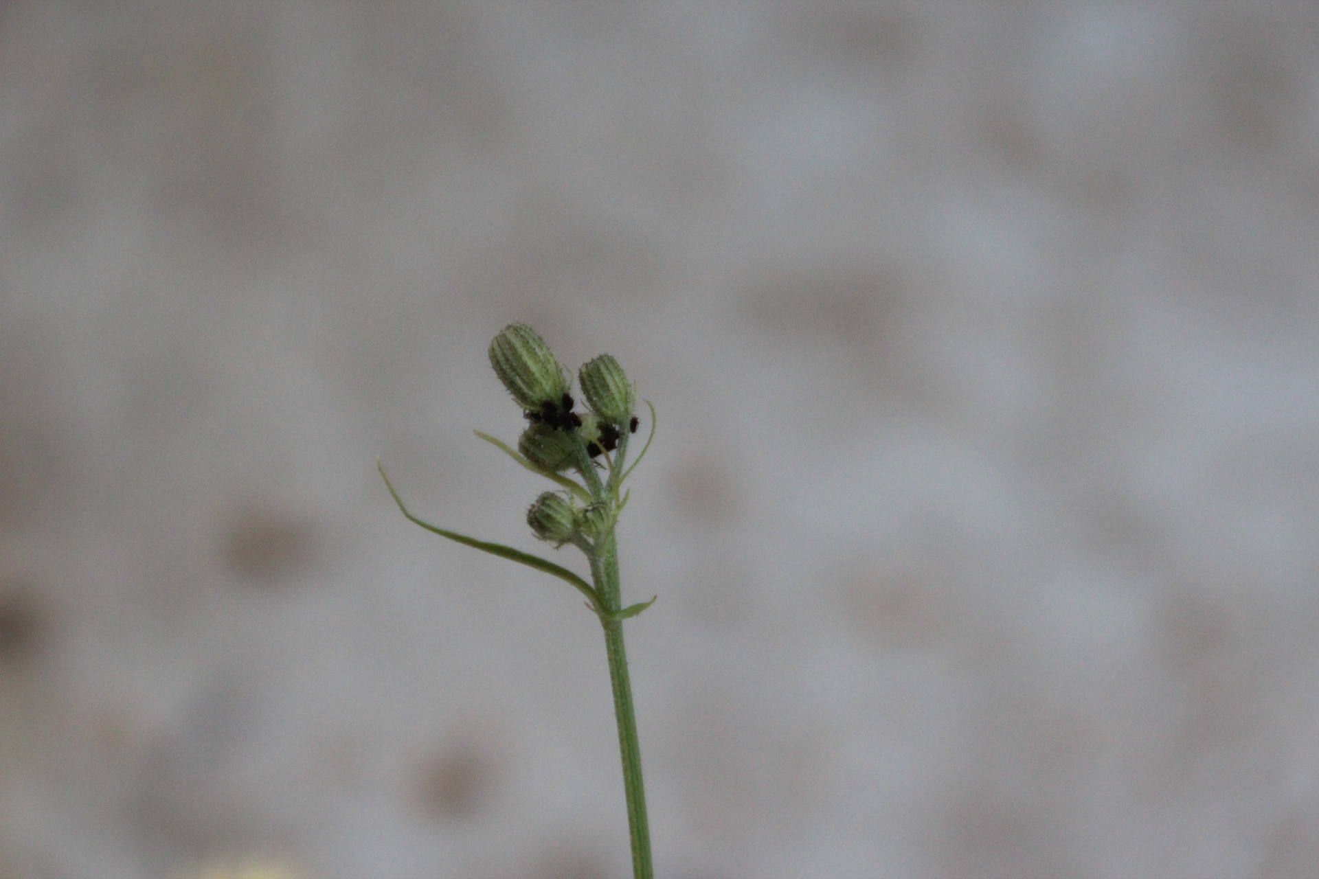 Annexe IMG_1356_fr.JPG