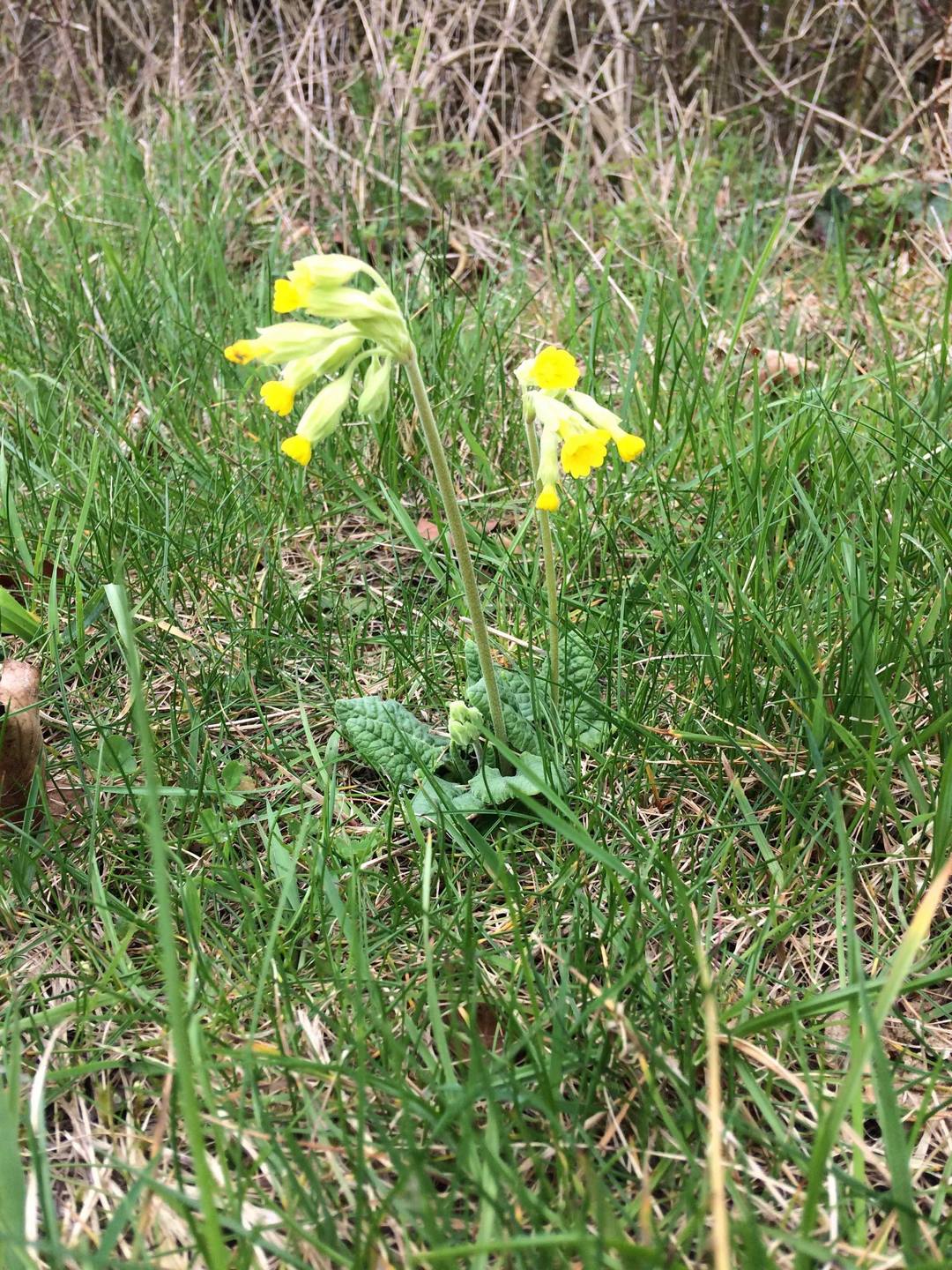 Annexe Primula Veris 1.jpg