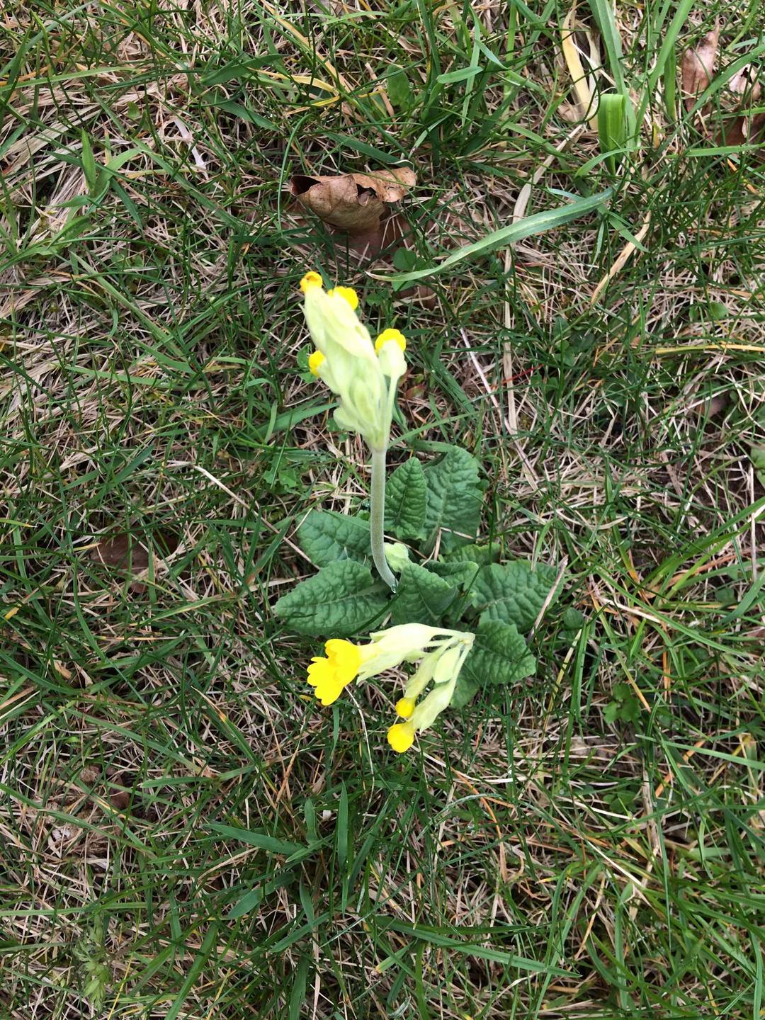 Annexe Primula Veris 2.jpg