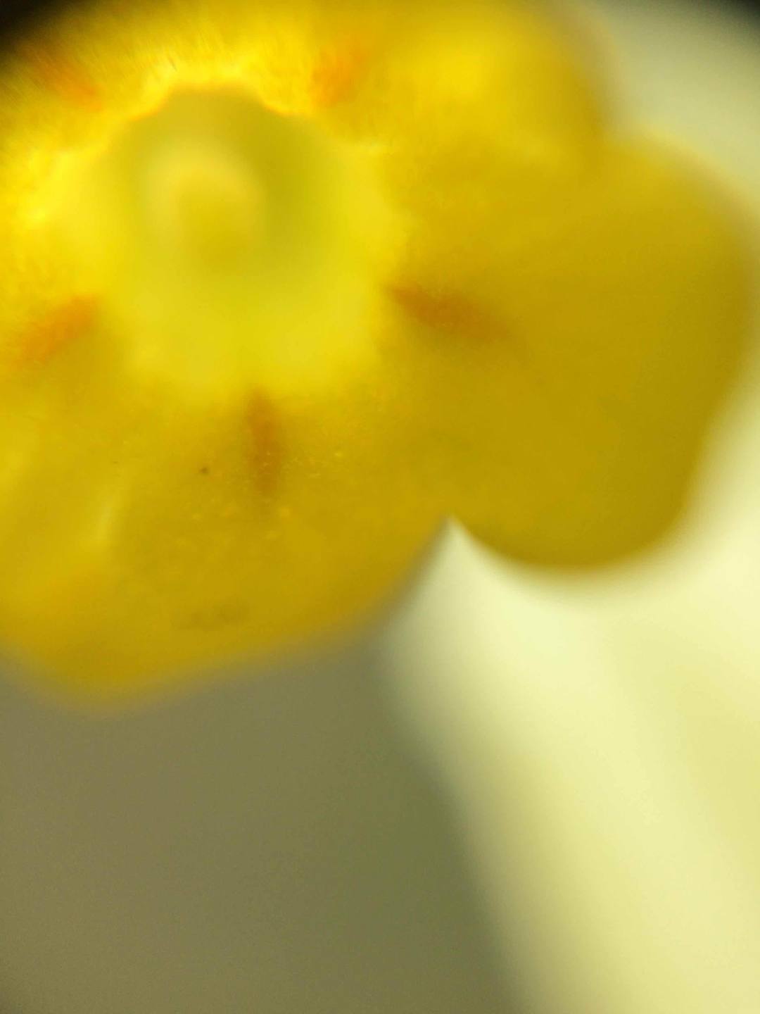 Annexe Primula Veris 3.jpg