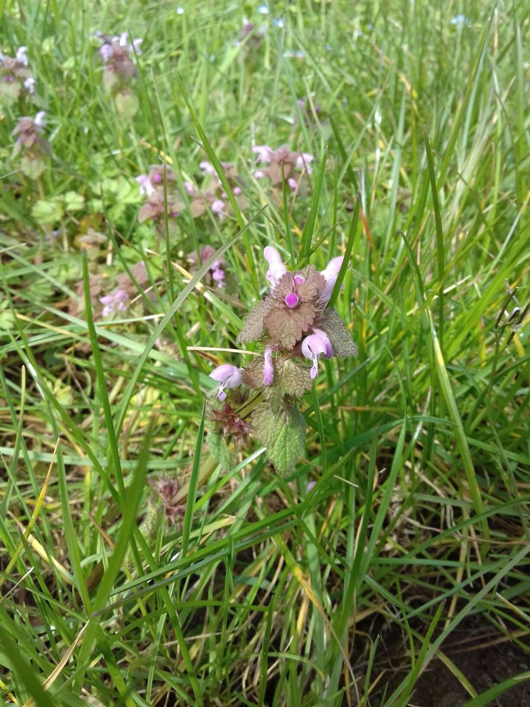 Annexe 20180402_144907_resized.jpg