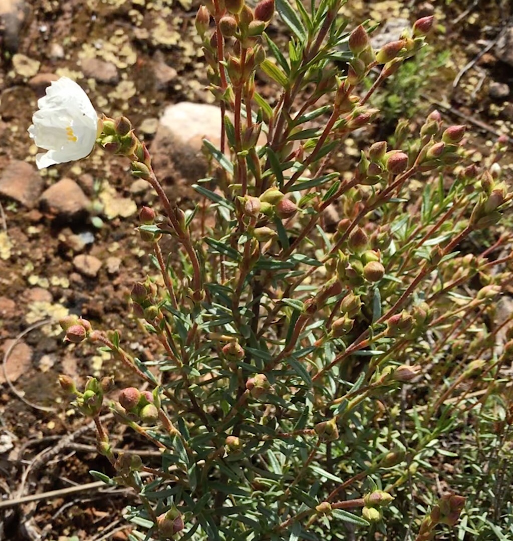 Annexe Vue de profil