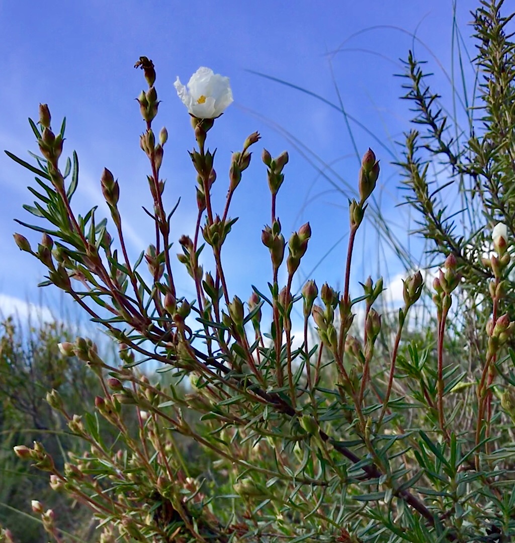 Annexe Inflorescence