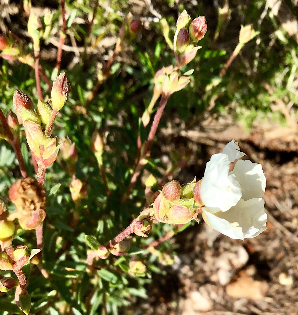 Annexe Vue de dessus.jpeg