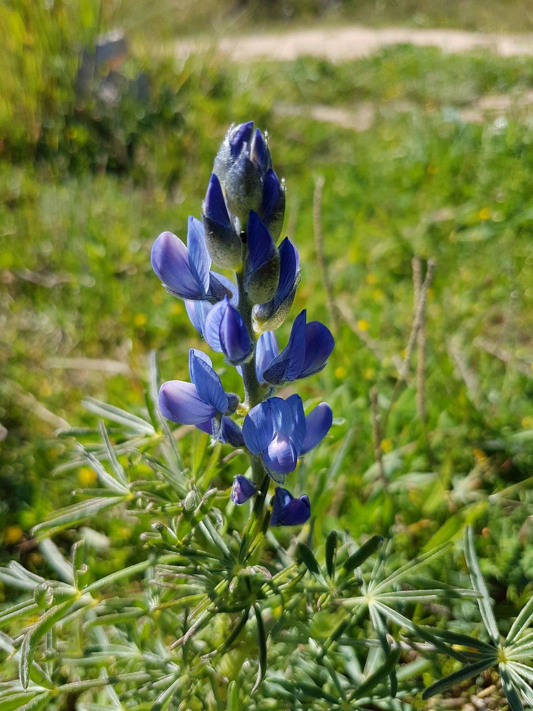 Annexe Aconit fleur.jpg