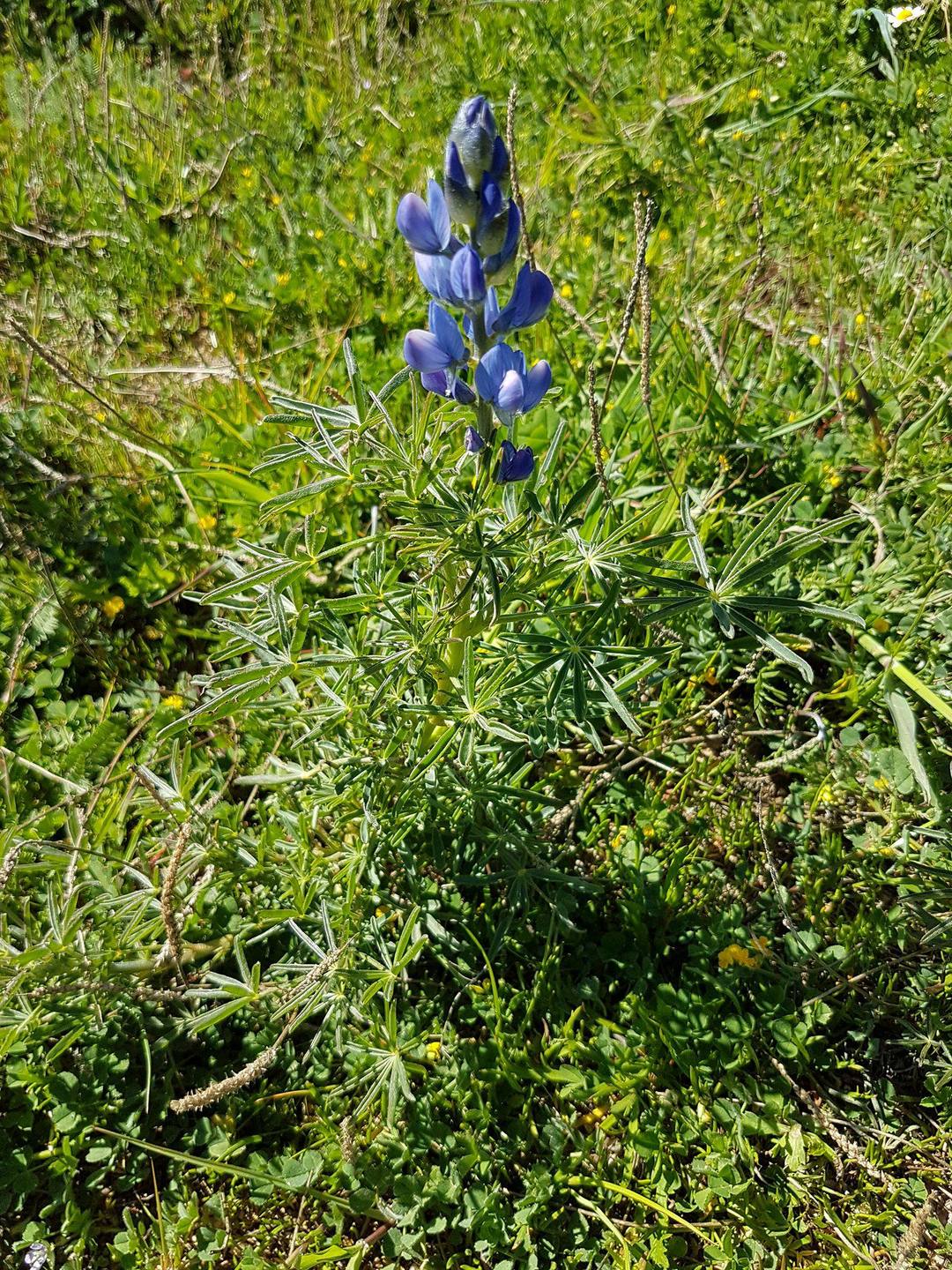 Annexe Aconit globale.jpg