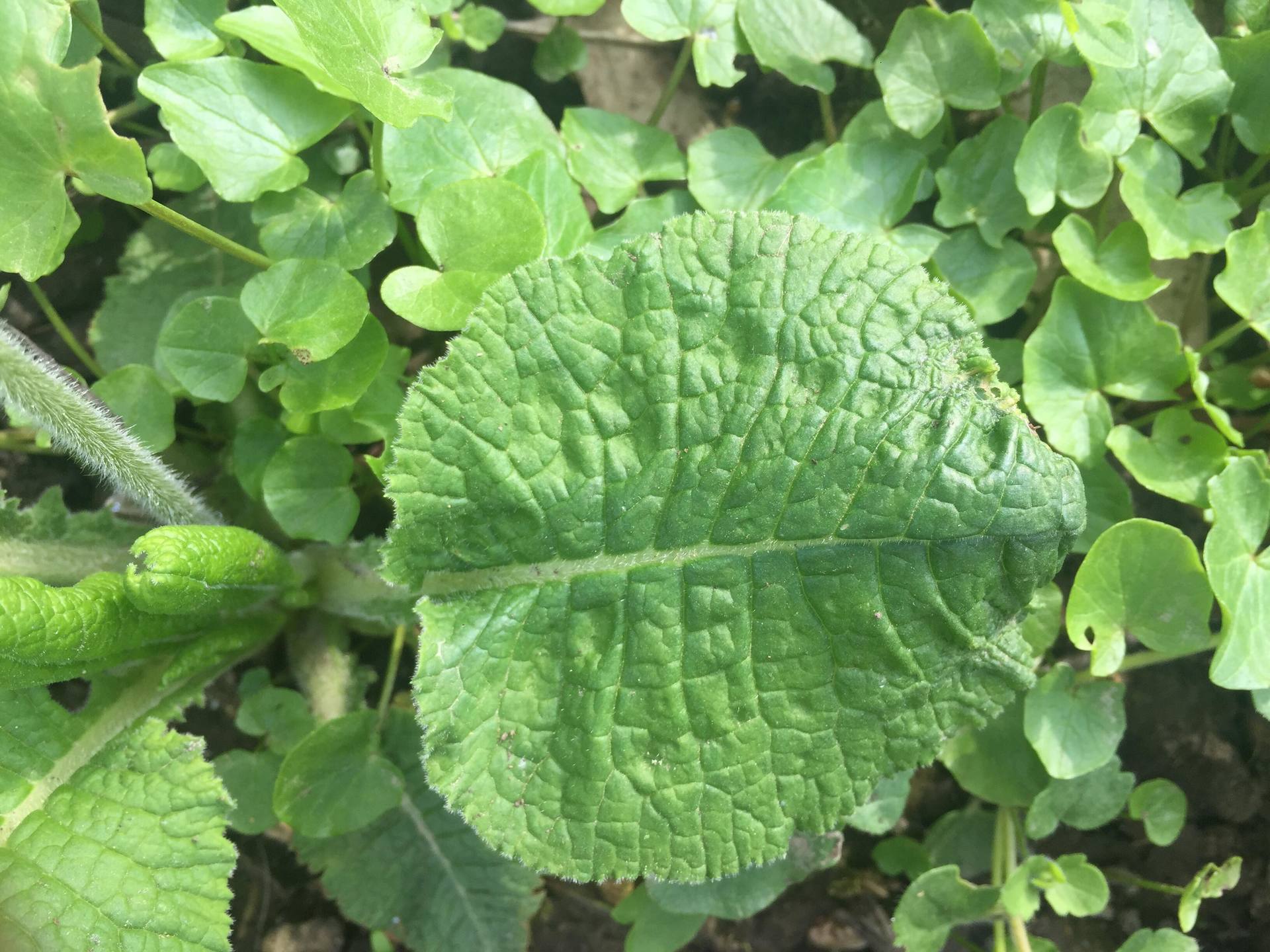 Annexe 30223428_2185476574855661_1131498574_o.jpg