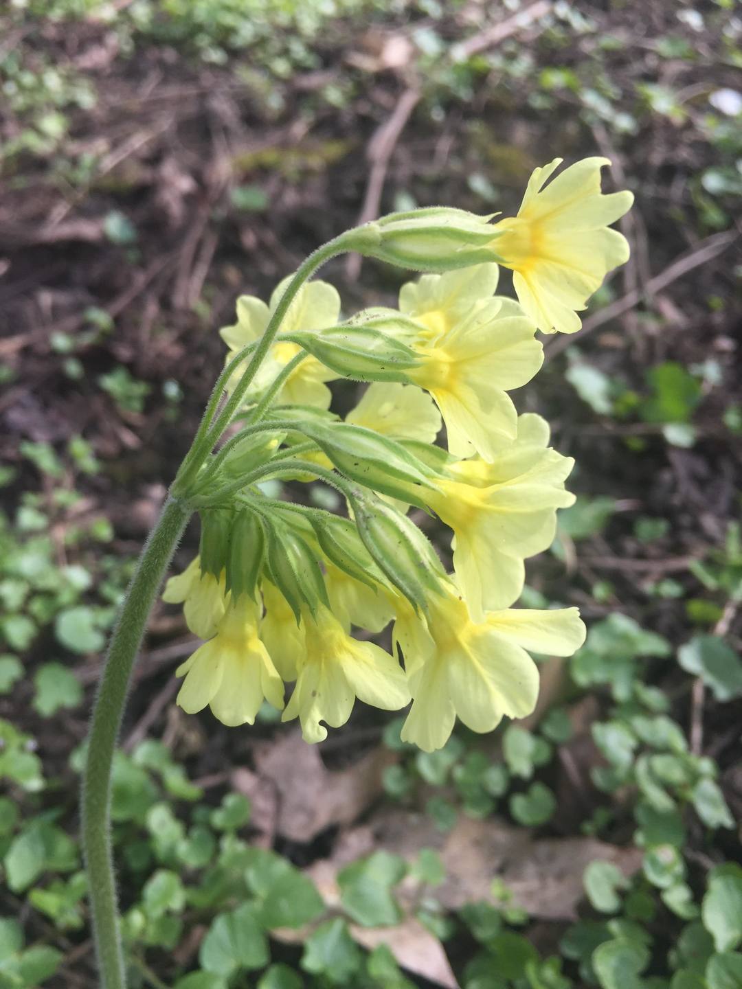 Annexe 30550510_2185476501522335_971381418_o.jpg