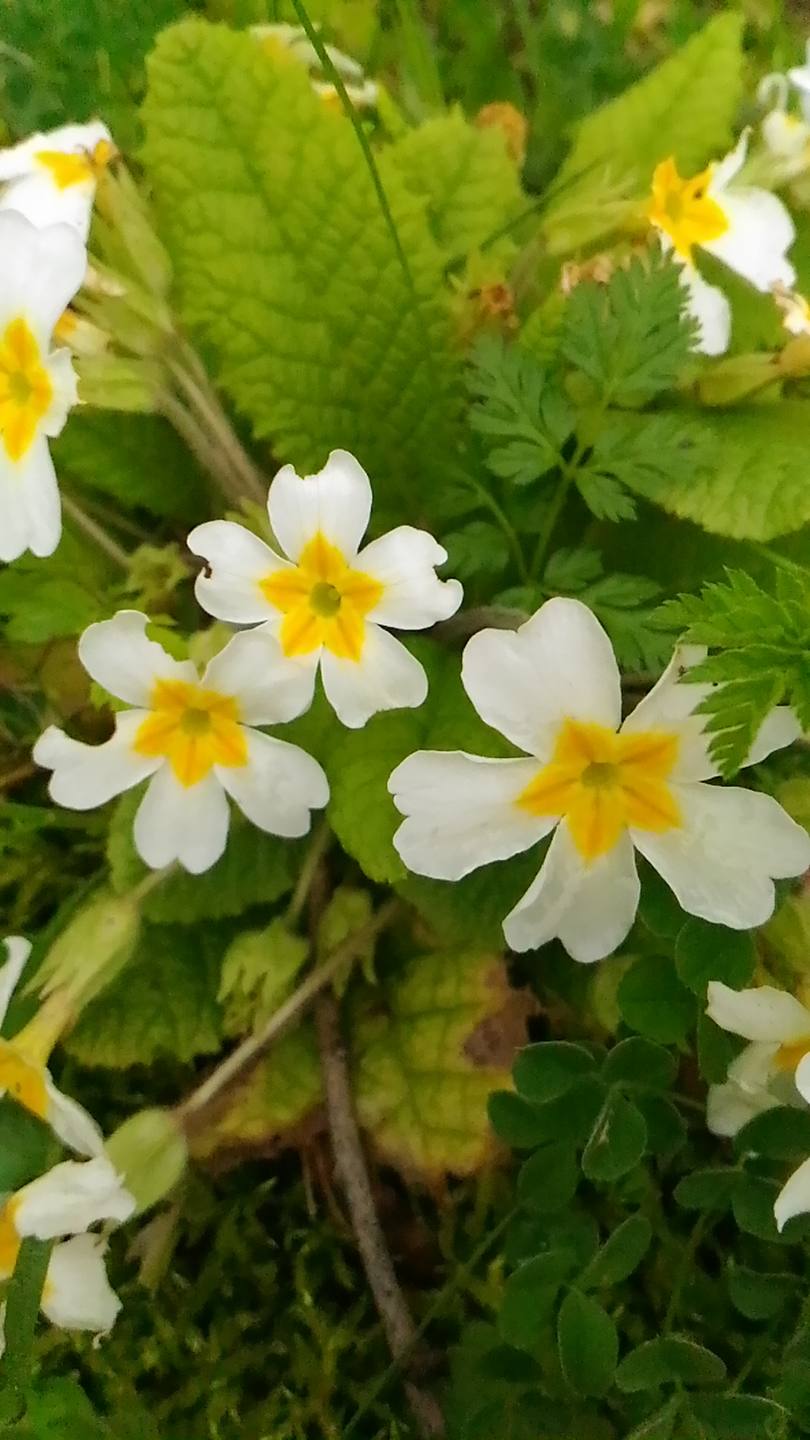 Annexe P_20180415_120113.jpg