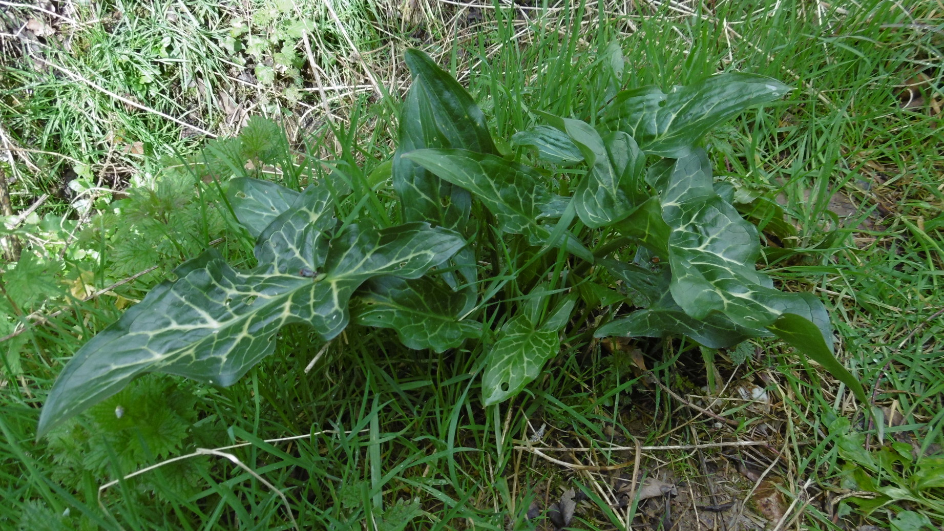 Annexe P1000807_red.JPG