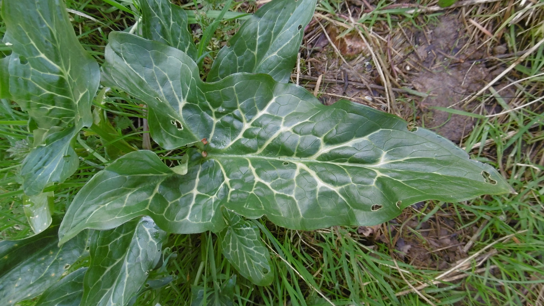 Annexe P1000810.red.JPG