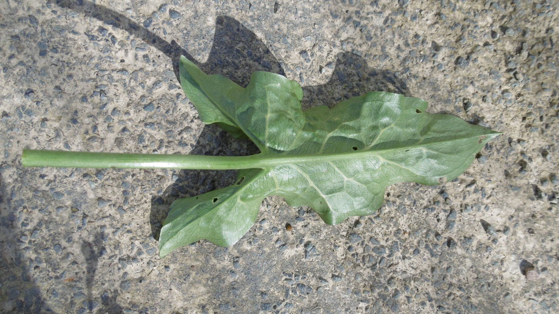 Annexe P1000813red.JPG