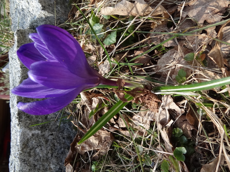 Annexe DSC04698.resized.JPG