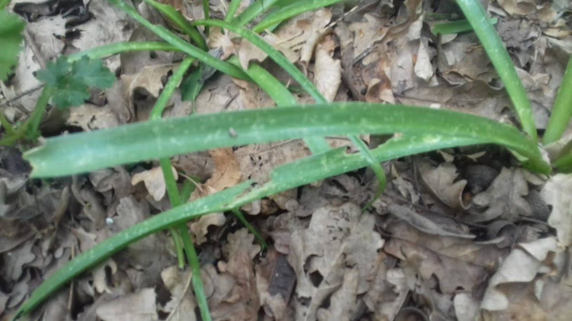 Annexe feuille 1.jpg