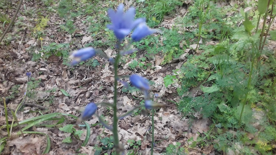 Annexe inflorescence 1.jpg