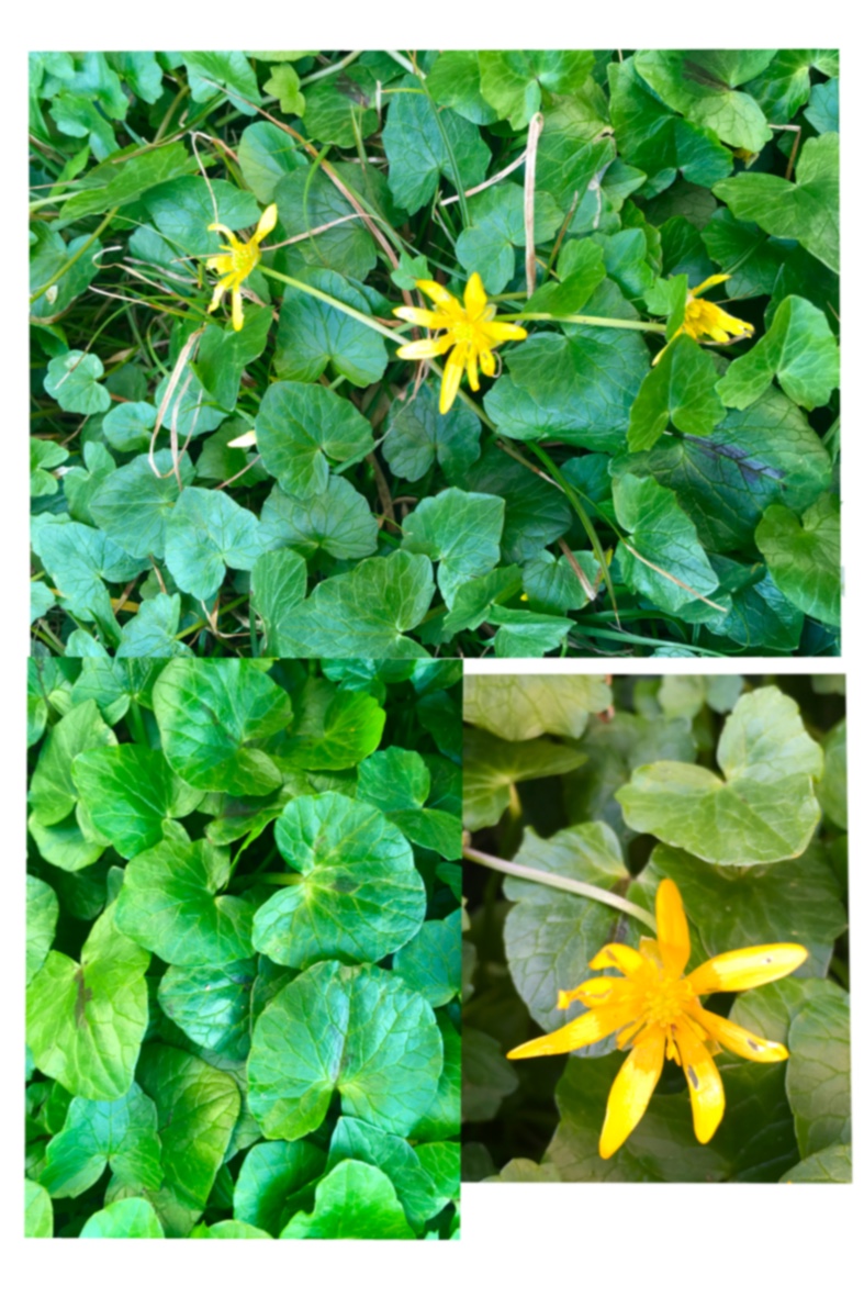 Annexe Illustration_sans_titre.jpg