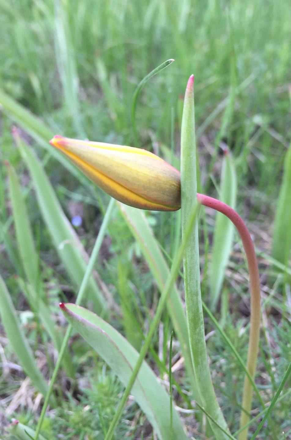 Annexe en bouton.JPG