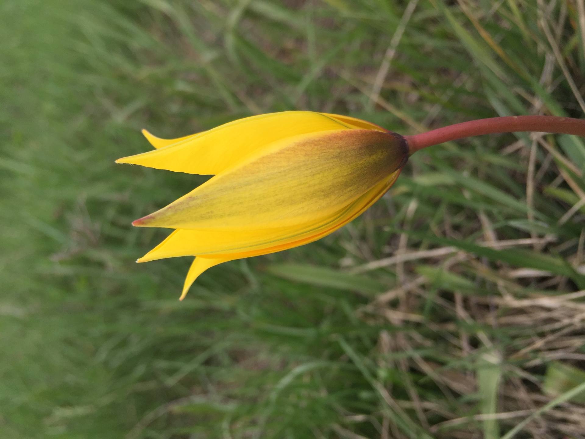 Annexe fleur de tulipe.JPG