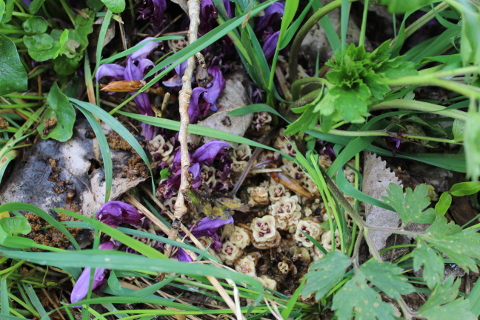 Annexe IMG_9857bdef.JPG