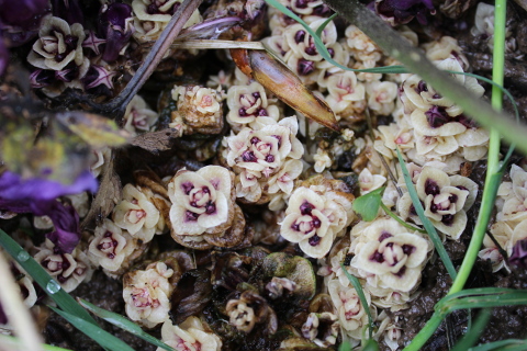 Annexe IMG_9858bdef.JPG