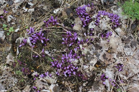 Annexe IMG_9874bdef.JPG