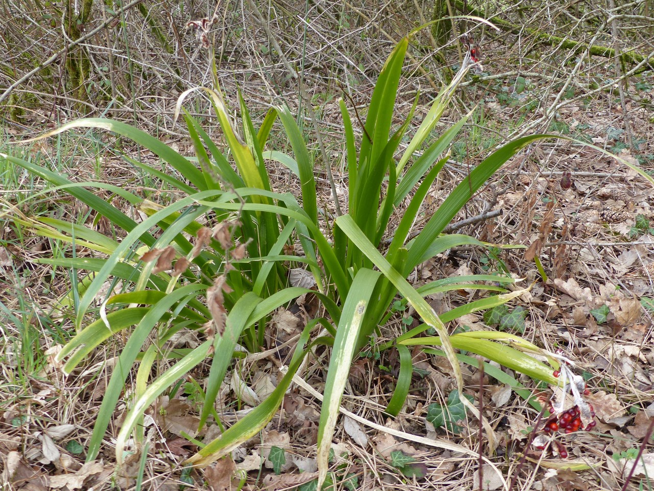 Annexe P1010618 (Copier).JPG