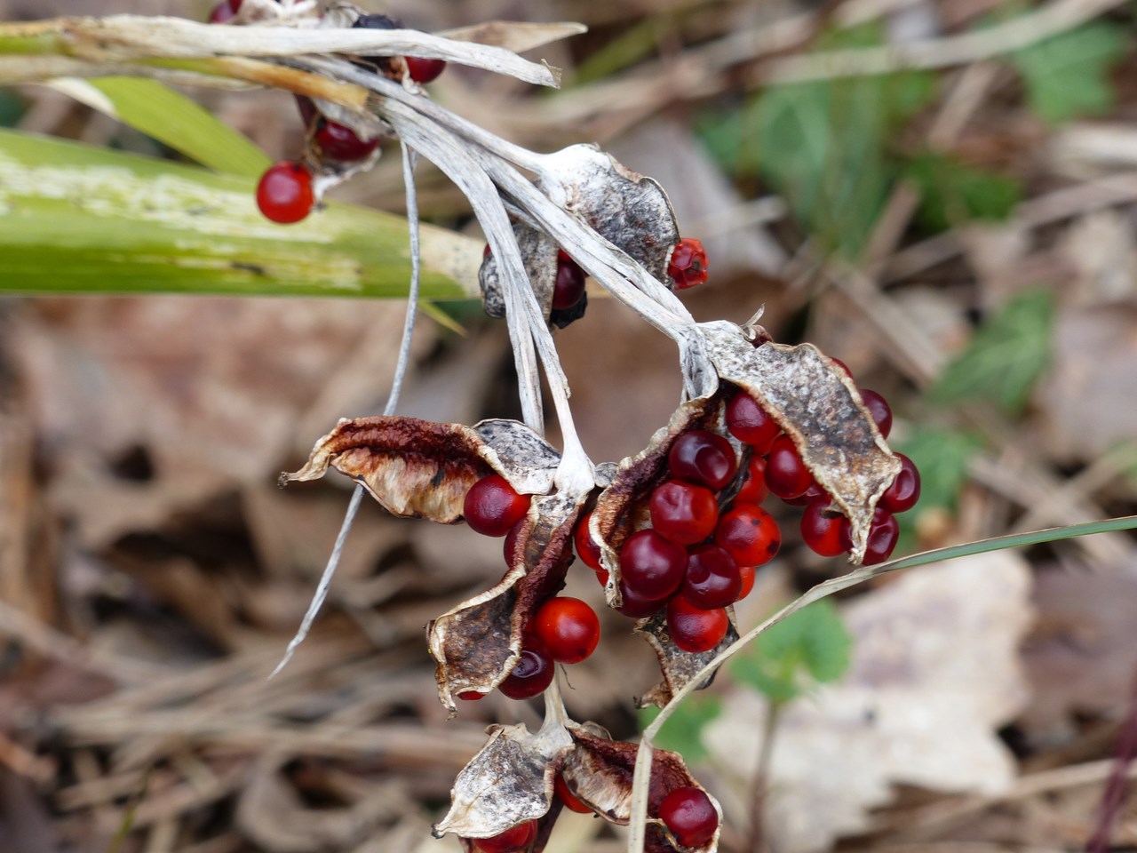 Annexe P1010619 (Copier).JPG