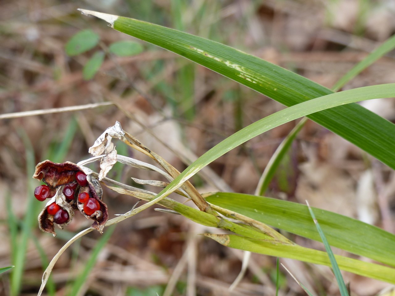 Annexe P1010620 (Copier).JPG