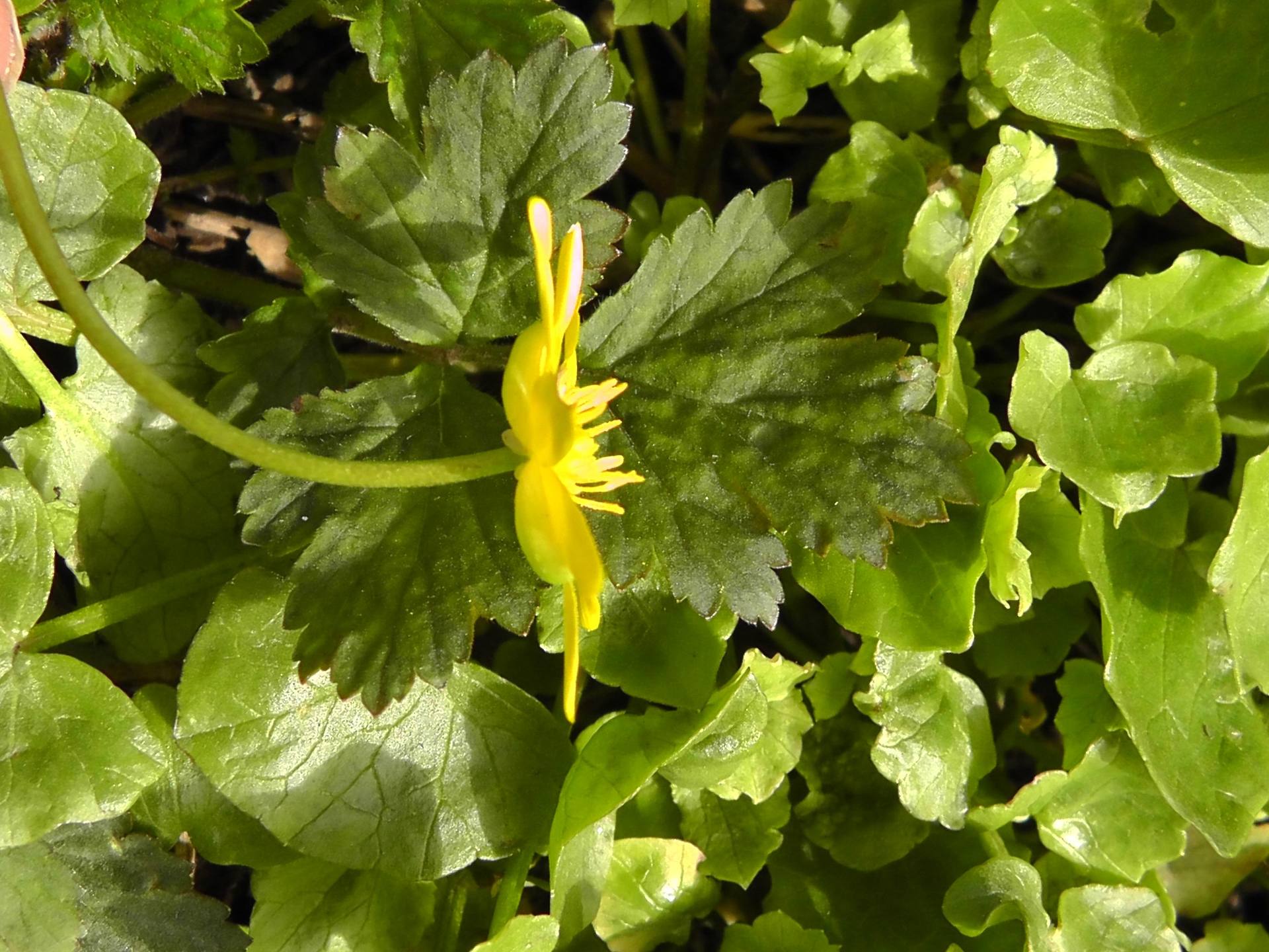 Annexe plante Tela 3.jpg