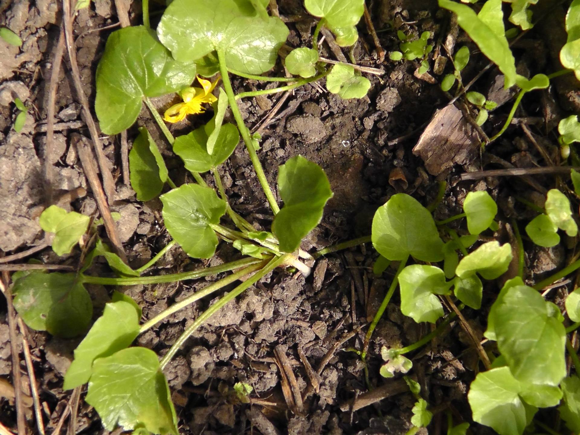 Annexe plante Tela 6.jpg