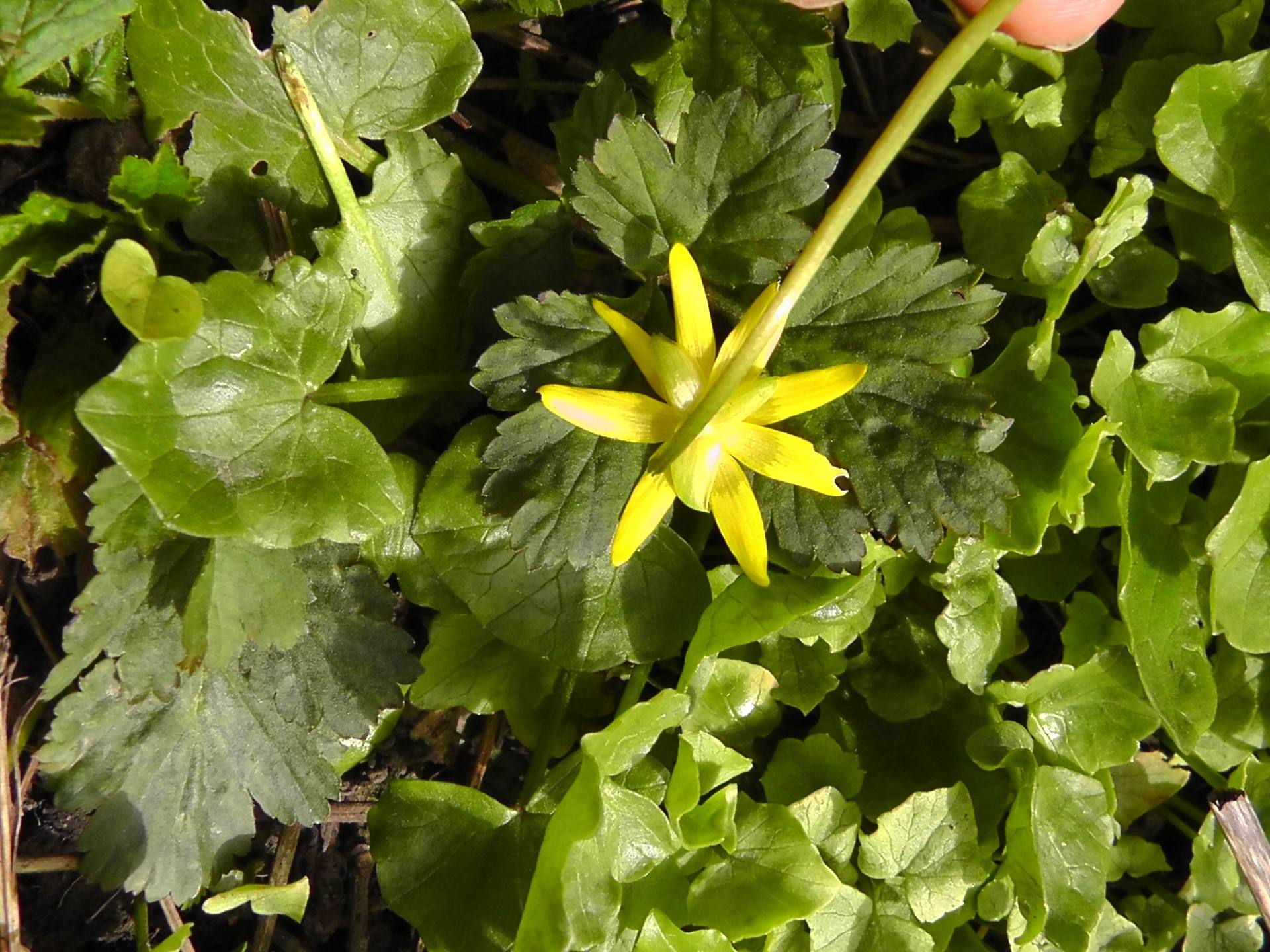 Annexe plante tela 2.jpg