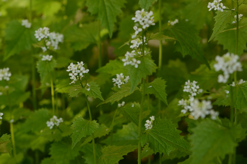 Annexe TB Allaire officinale jardin (1) - Copie.jpg