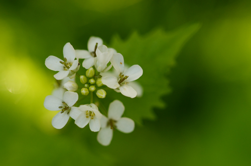 Annexe TB Allaire officinale jardin (5) - Copie.jpg
