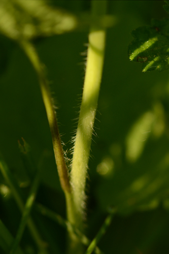 Annexe TB Allaire officinale jardin (6) - Copie.jpg