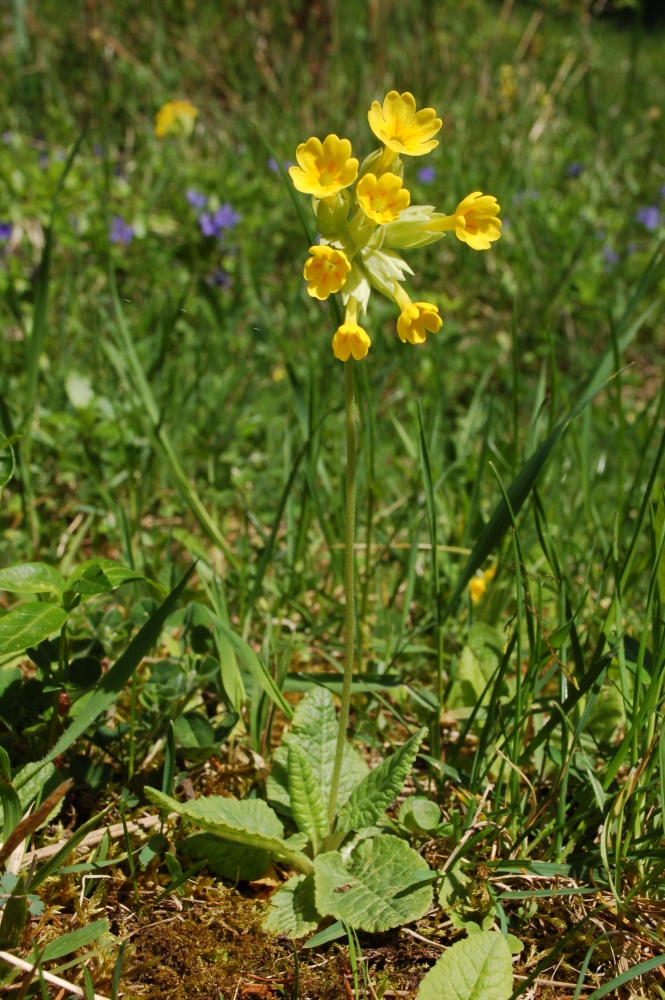 Annexe Primula veris - plante entière.JPG