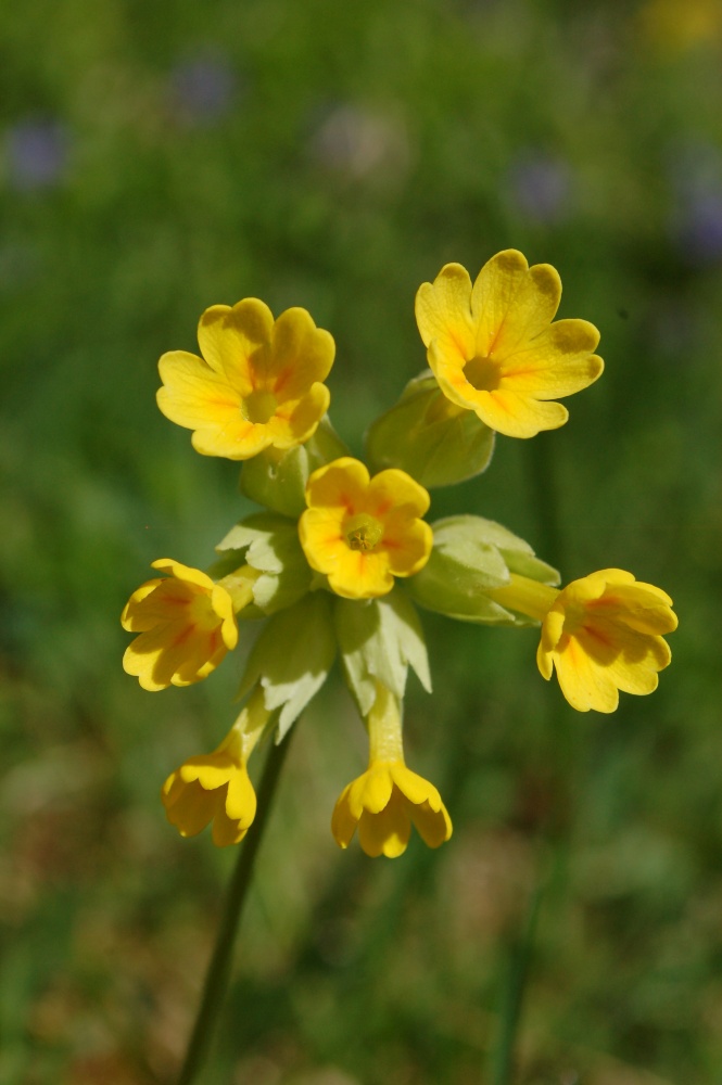 Annexe Primula veris _ fleurs vues de face.JPG