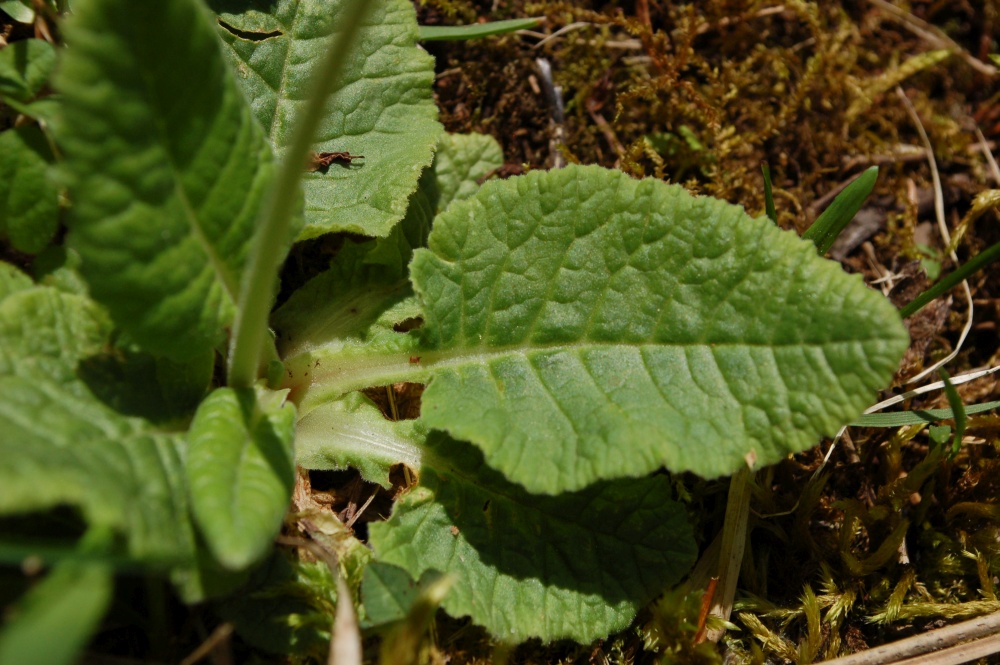 Annexe Primula veris- feuilles.JPG