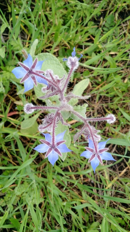 Annexe IMG_20180416_195325551.jpg