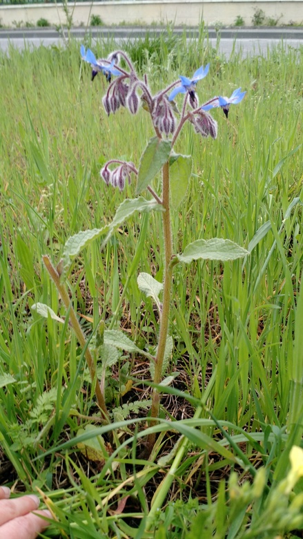 Annexe IMG_20180416_195337401.jpg