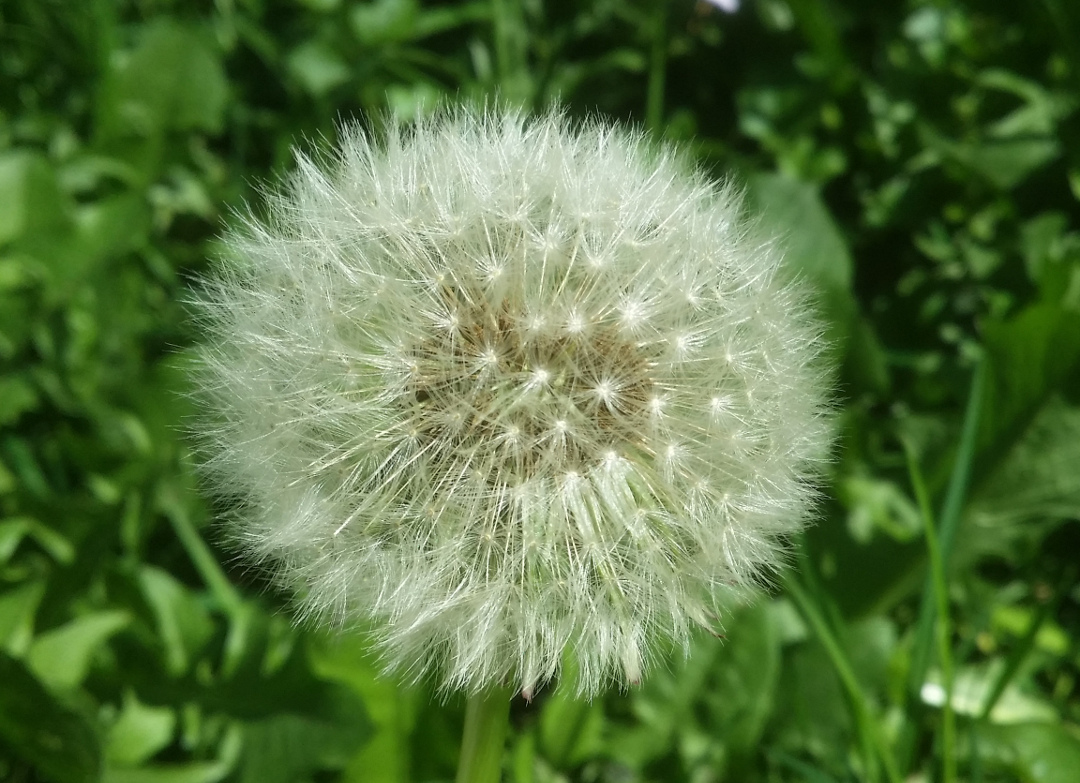 Annexe pissenlit 1.jpg