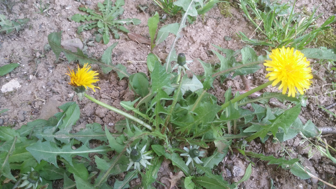 Annexe pissenlit 2.jpg