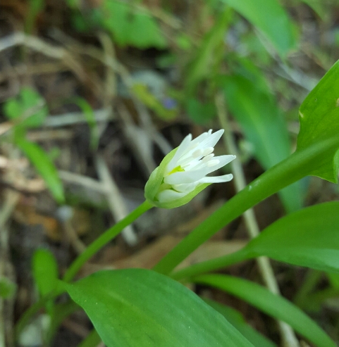 Annexe 20180417_145115b.jpg