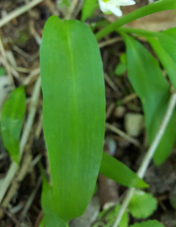 Annexe 20180417_145133b.jpg