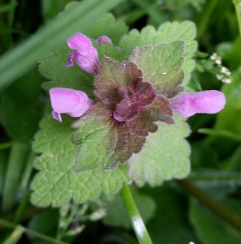 Annexe jeunes pousses.jpg