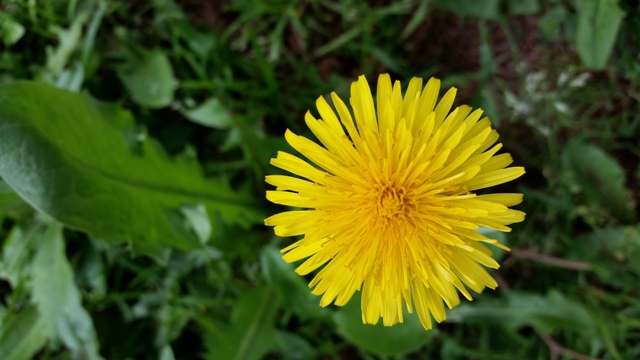 Annexe pissenlit 2_1.jpg