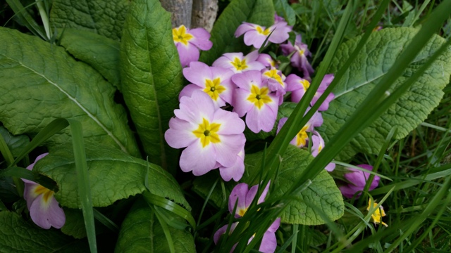 Annexe violettes1.jpg