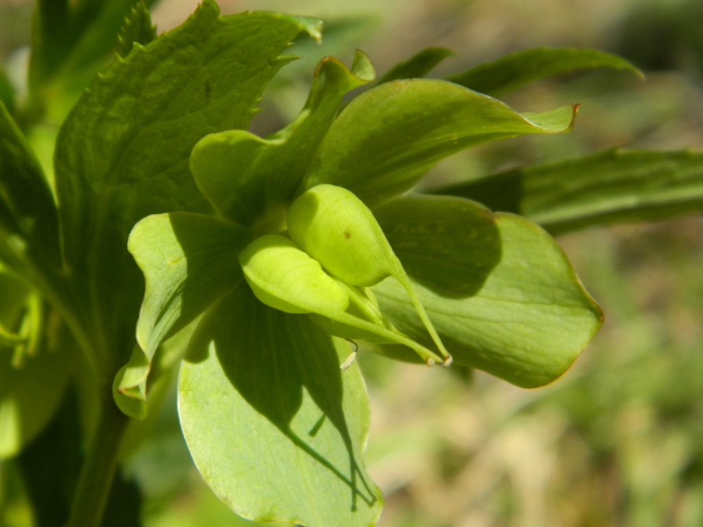 Annexe thumb_DSCN3278_1024.jpg